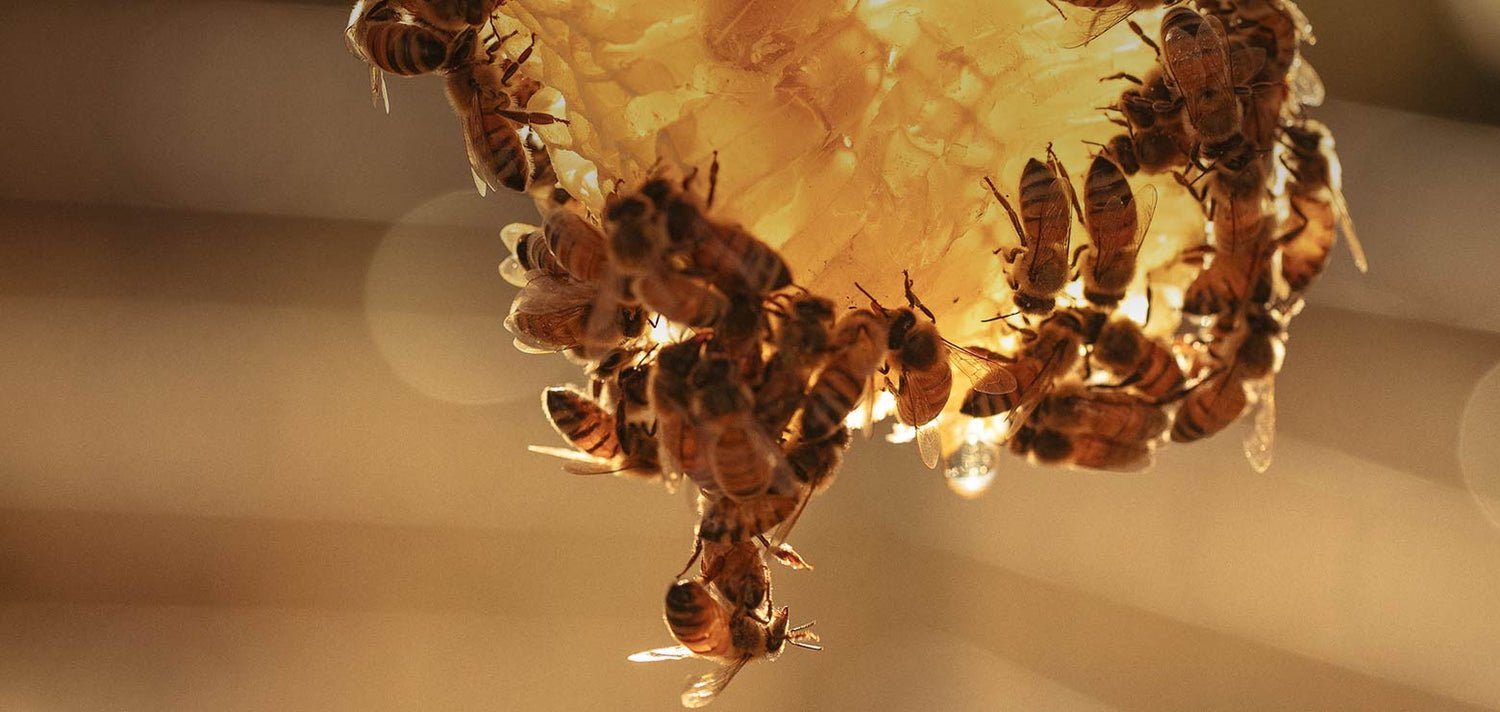 Organic Honey